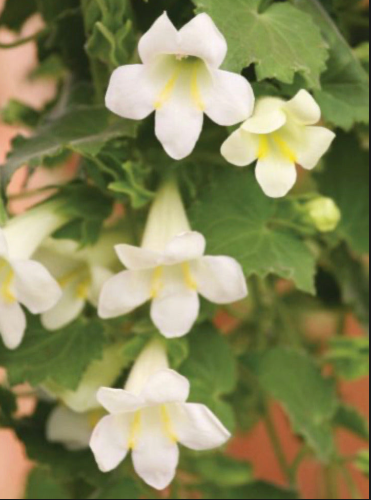 Lophospermum: How To Grow and Care For Mexican Twist