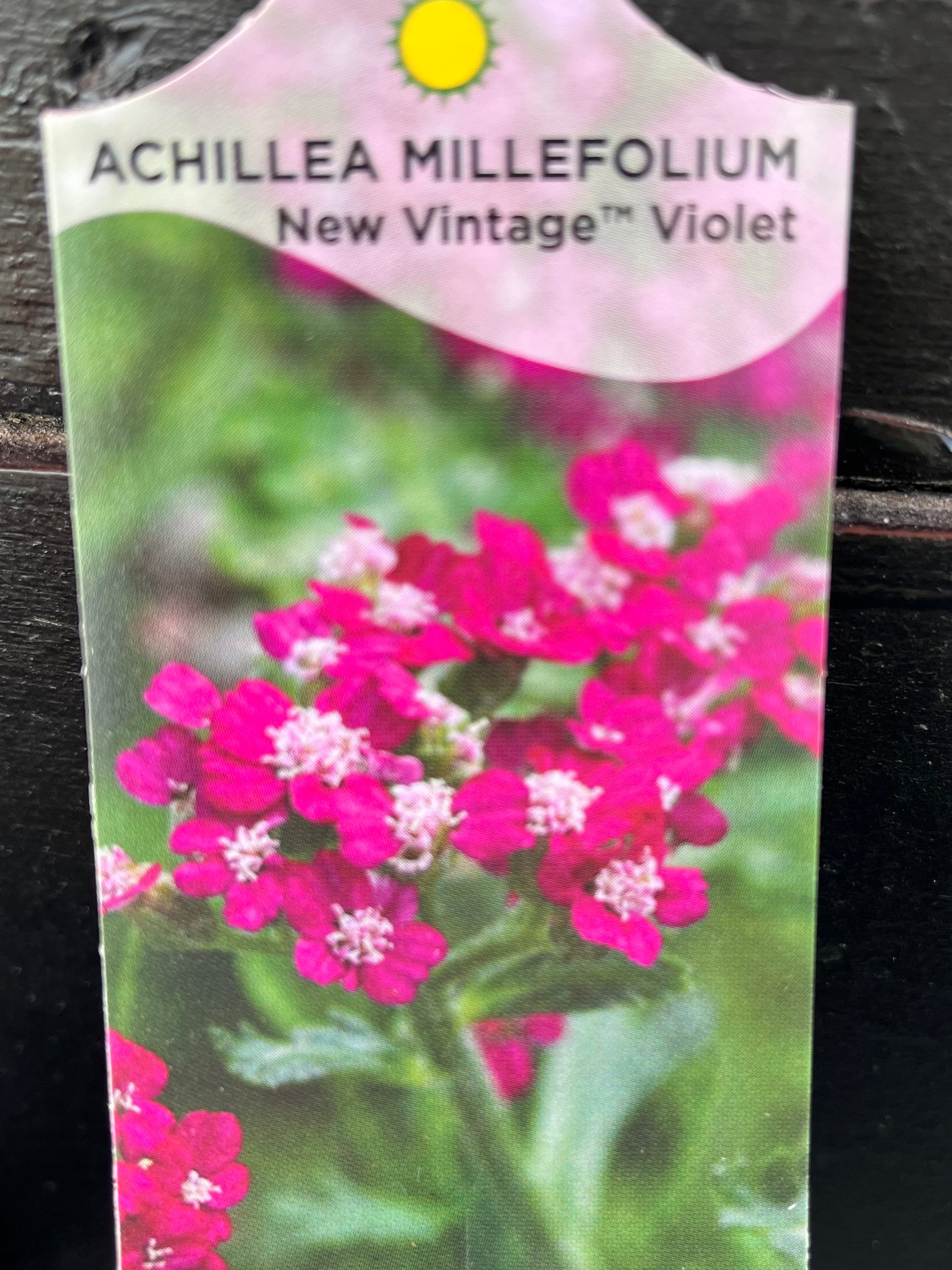 Achillea millefolium New Vintage Violet (Yarrow)