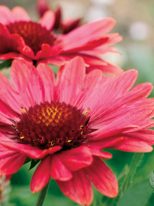 Gaillardia arizona online