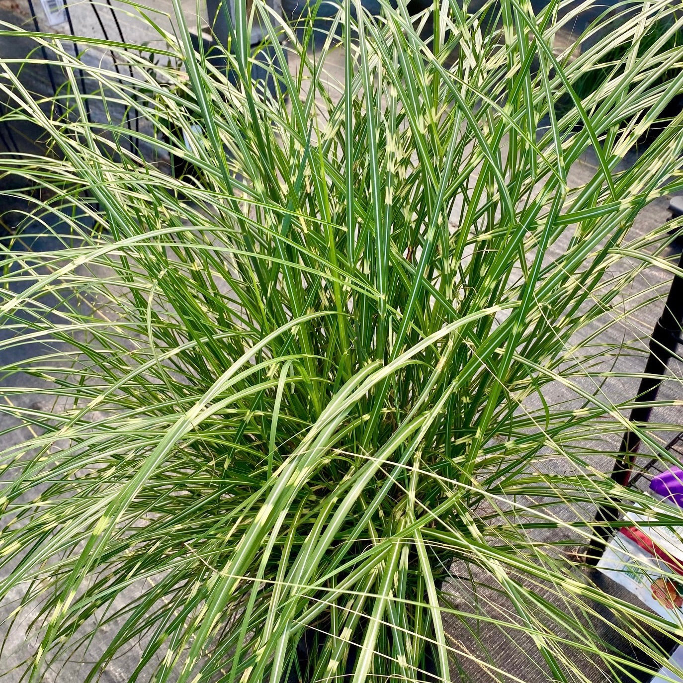 Grasses – Garden Shack Farm