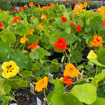 NASTURTIUM, JEWEL MIX