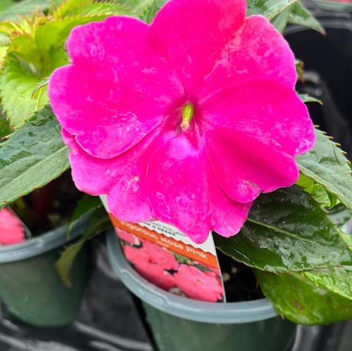 IMPATIENS, N G SUNPATIENS VIGOROUS ROSE PINK