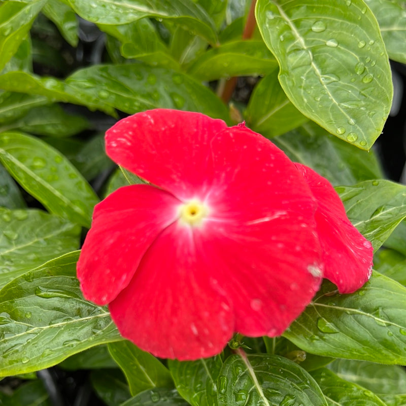 VINCA, PACIFICA ORANGE