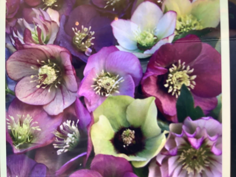 HELLEBORUS, BRANDYWINE (LENTEN ROSE)