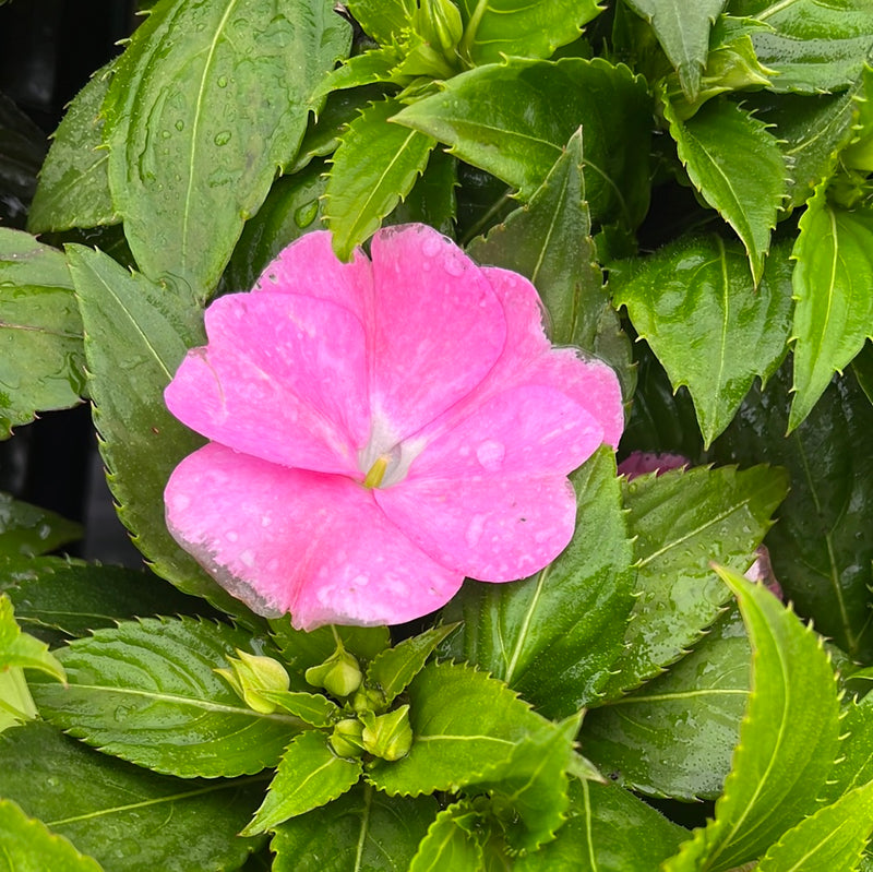 IMPATIENS, N G SUNPATIENS VIGOROUS PRETTY PINK