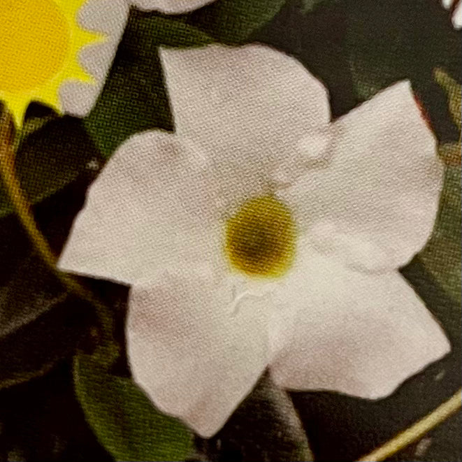 MANDEVILLA, MADINIA WHITE