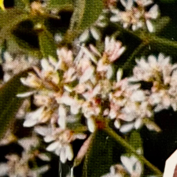 EUPHORBIA, EUPHORIC DOUBLE WHITE