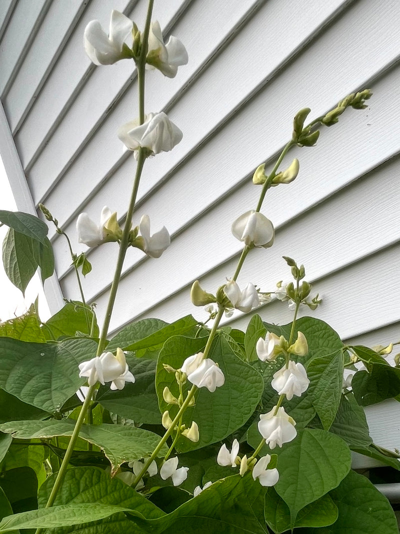 HYACINTH BEAN, SILVER MOON (LABLAB)