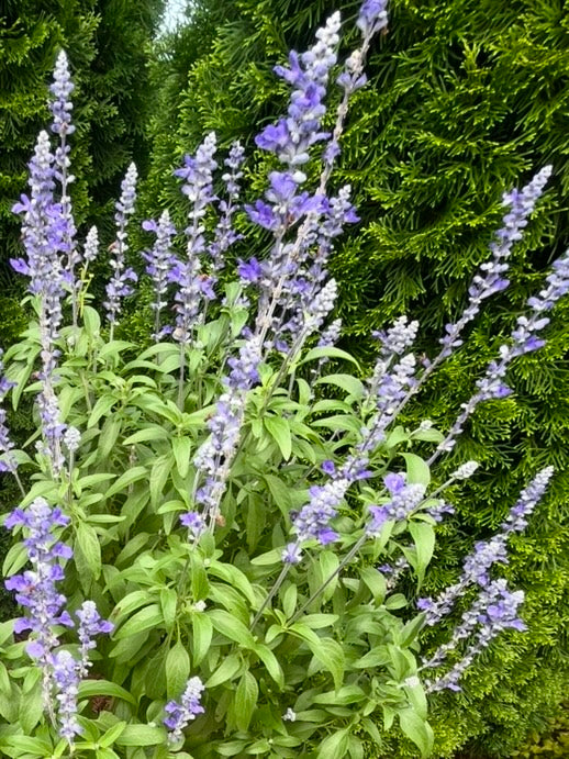 SALVIA, FAIRY QUEEN