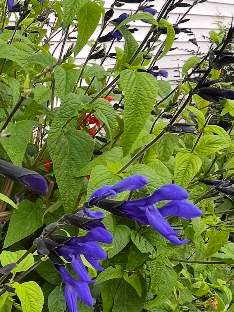 SALVIA, BLACK AND BLUE