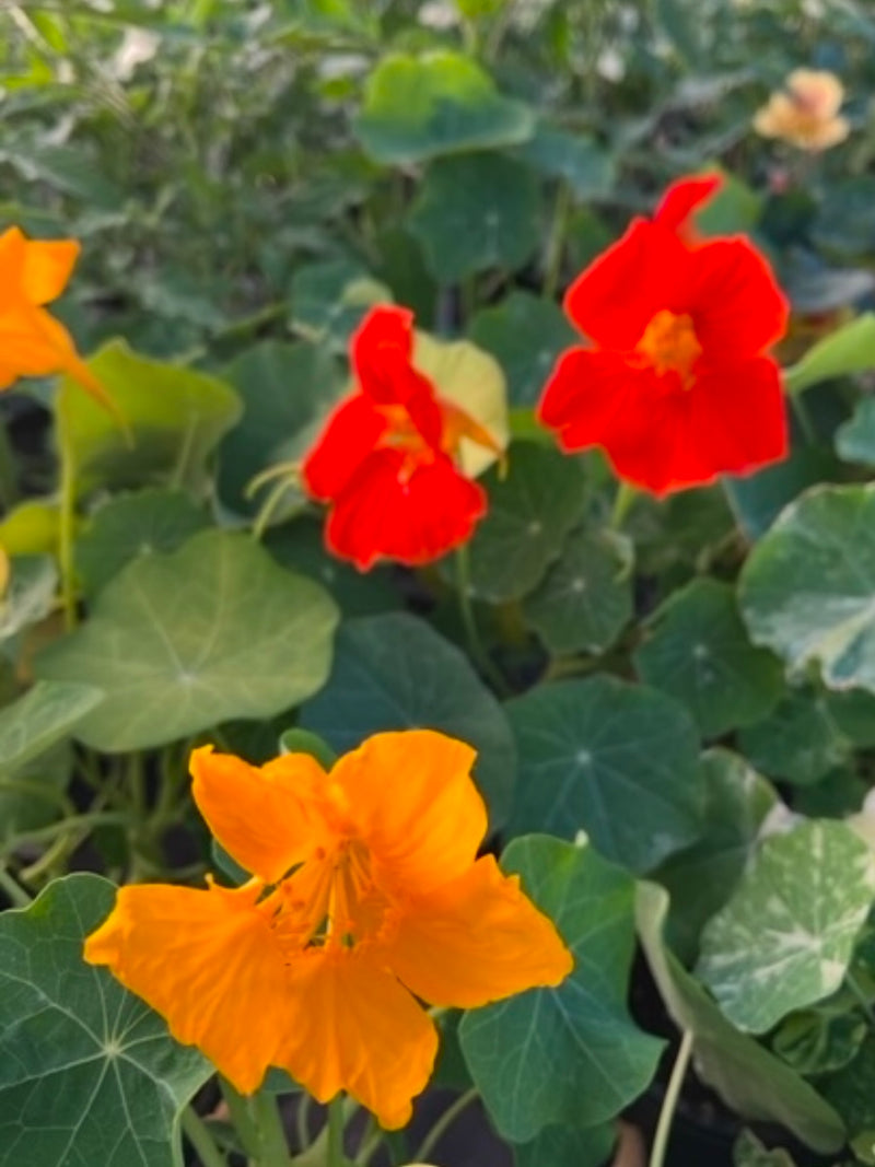 NASTURTIUM, ALASKA MIX