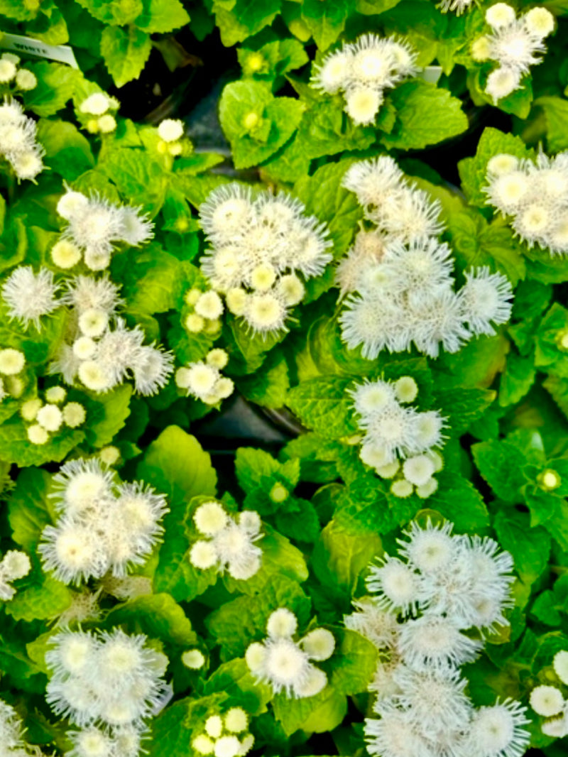 AGERATUM, ALOHA WHITE (FLOSS FLOWER)