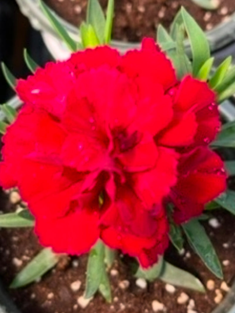 DIANTHUS, OSCAR DARK RED