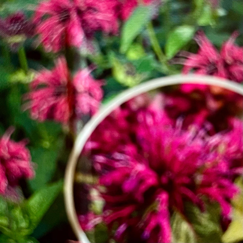 MONARDA, BALMY PURPLE (BEE BALM)