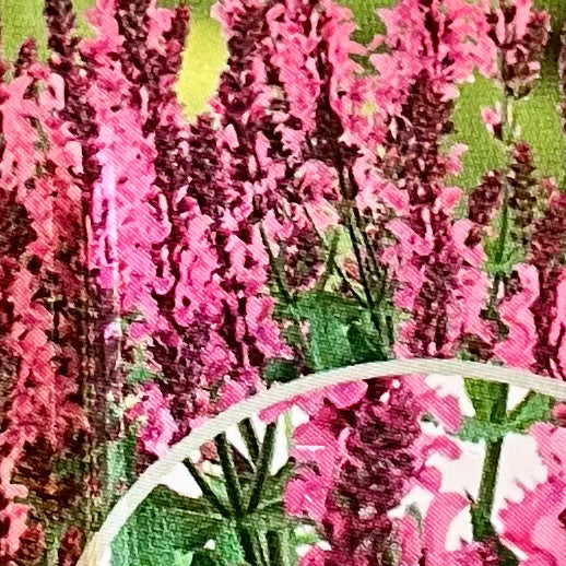 SALVIA, PINK NEBULA