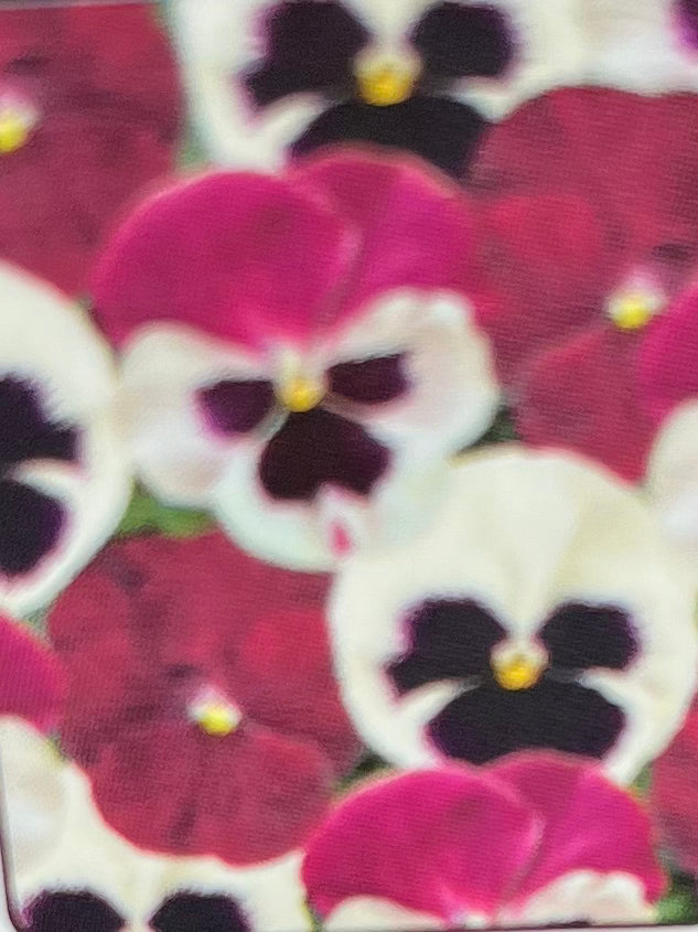 PANSY, MATRIX RASPBERRY SUNDAE MIX