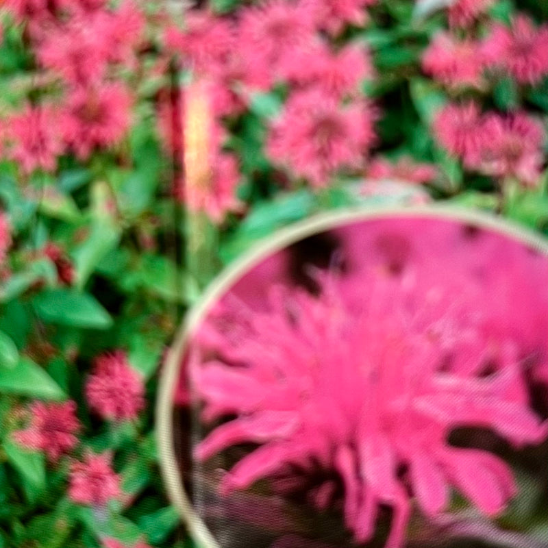 MONARDA, BALMY ROSE (BEE BALM)