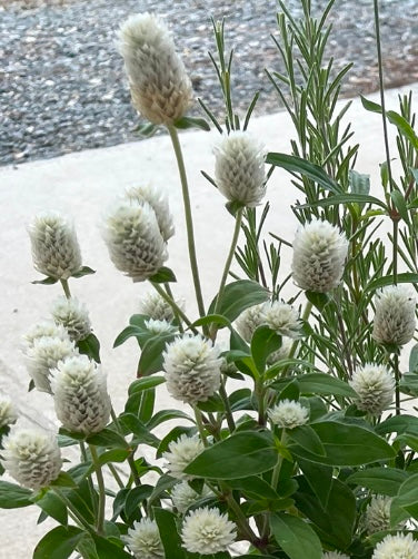 GOMPHRENA, AUDRAY WHITE