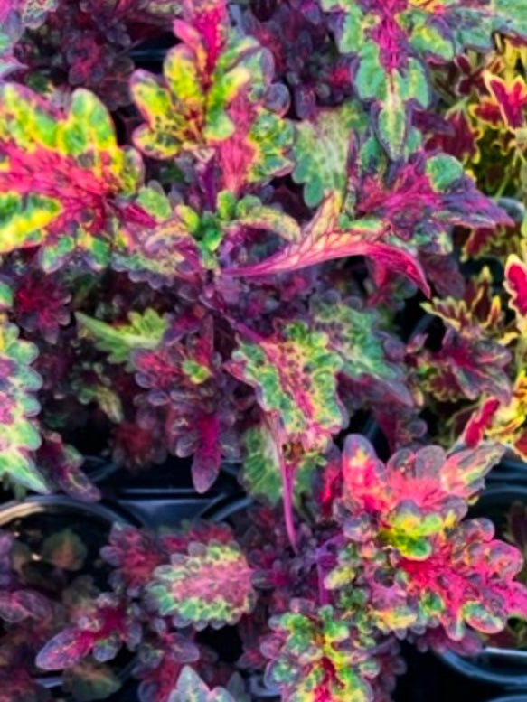 COLEUS, TICKLED PICKLE