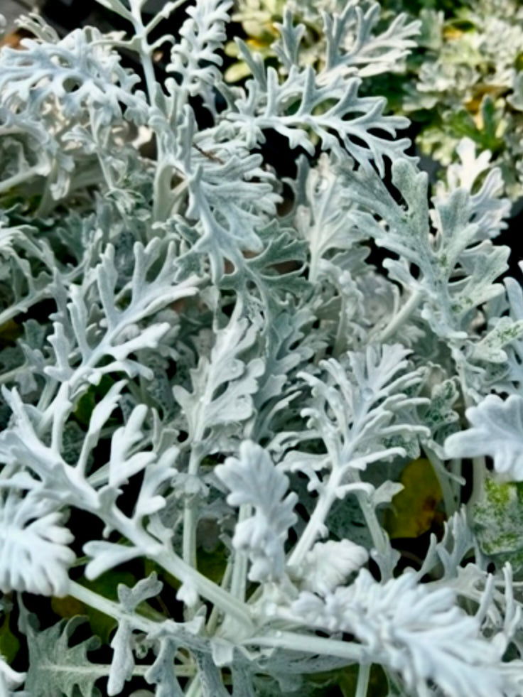 ARTEMISIA, SILVER DUST (DUSTY MILLER)