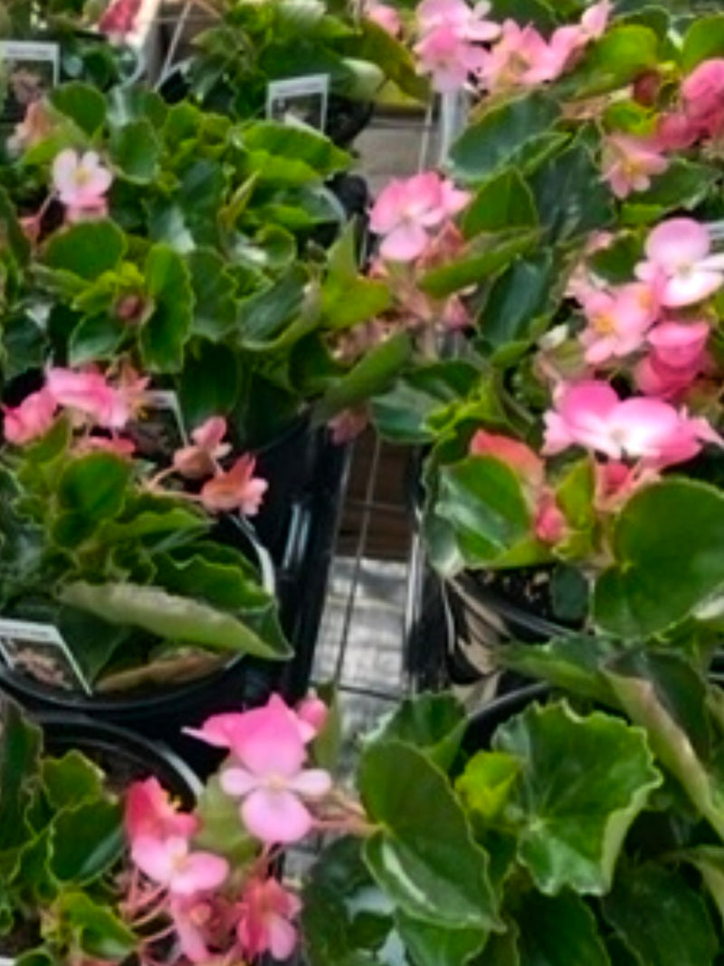 BEGONIA, HULA PINK