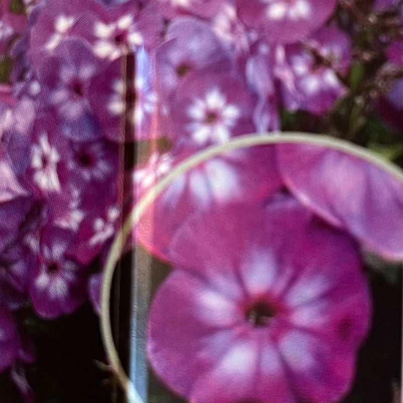 PHLOX, LAURA