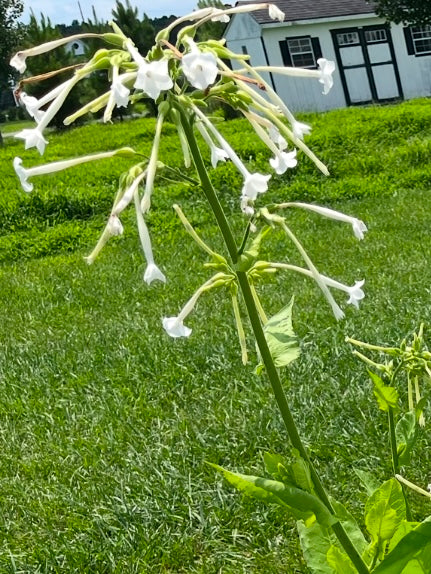 NICOTIANA, ONLY THE LONELY