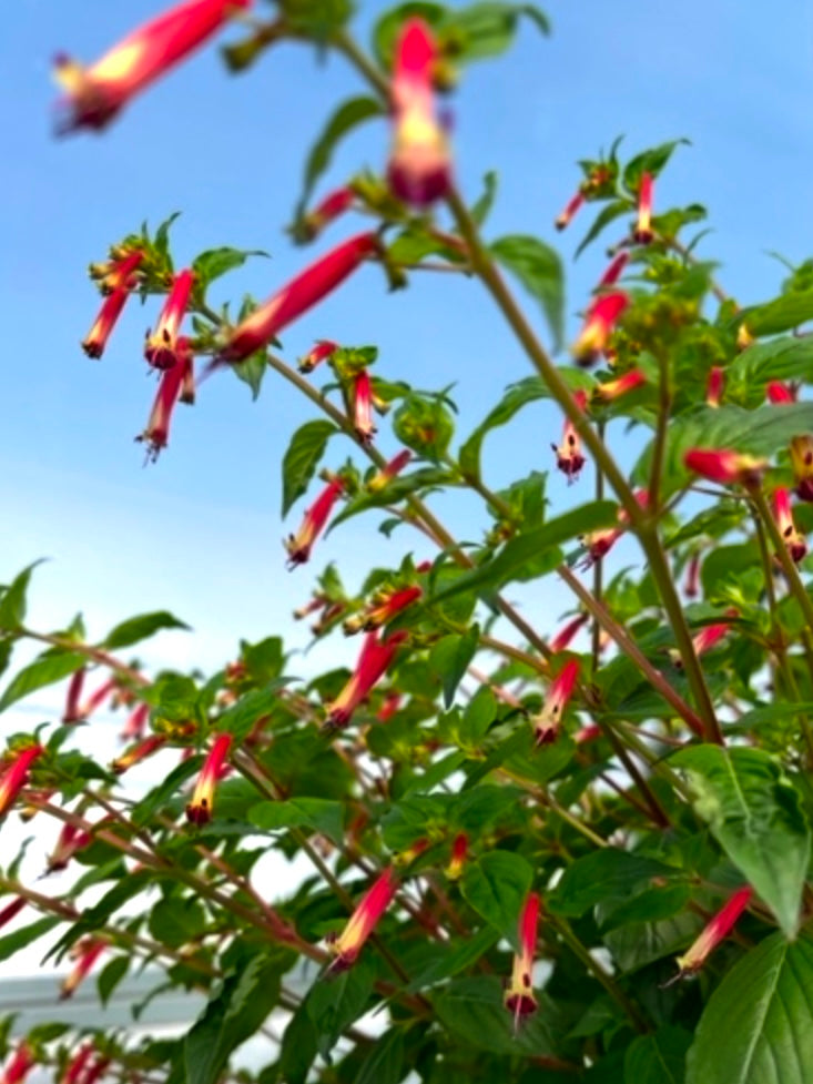 CUPHEA, HUMMINGBIRD'S LUNCH