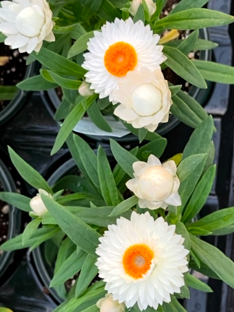 STRAWFLOWER, MOHAVE WHITE