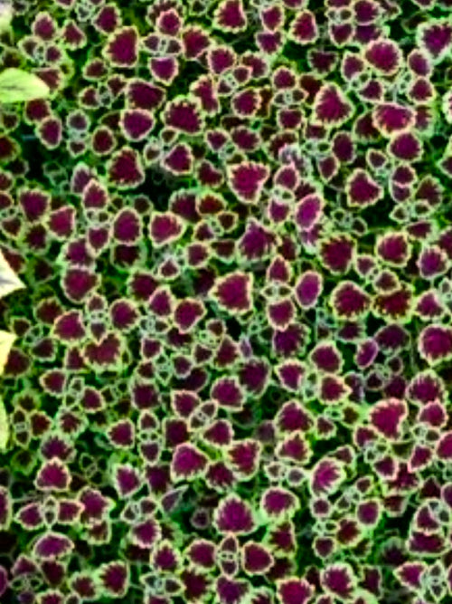 COLEUS, WEDDING TRAIN