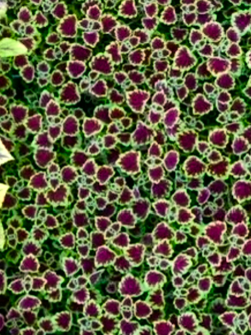 COLEUS, WEDDING TRAIN