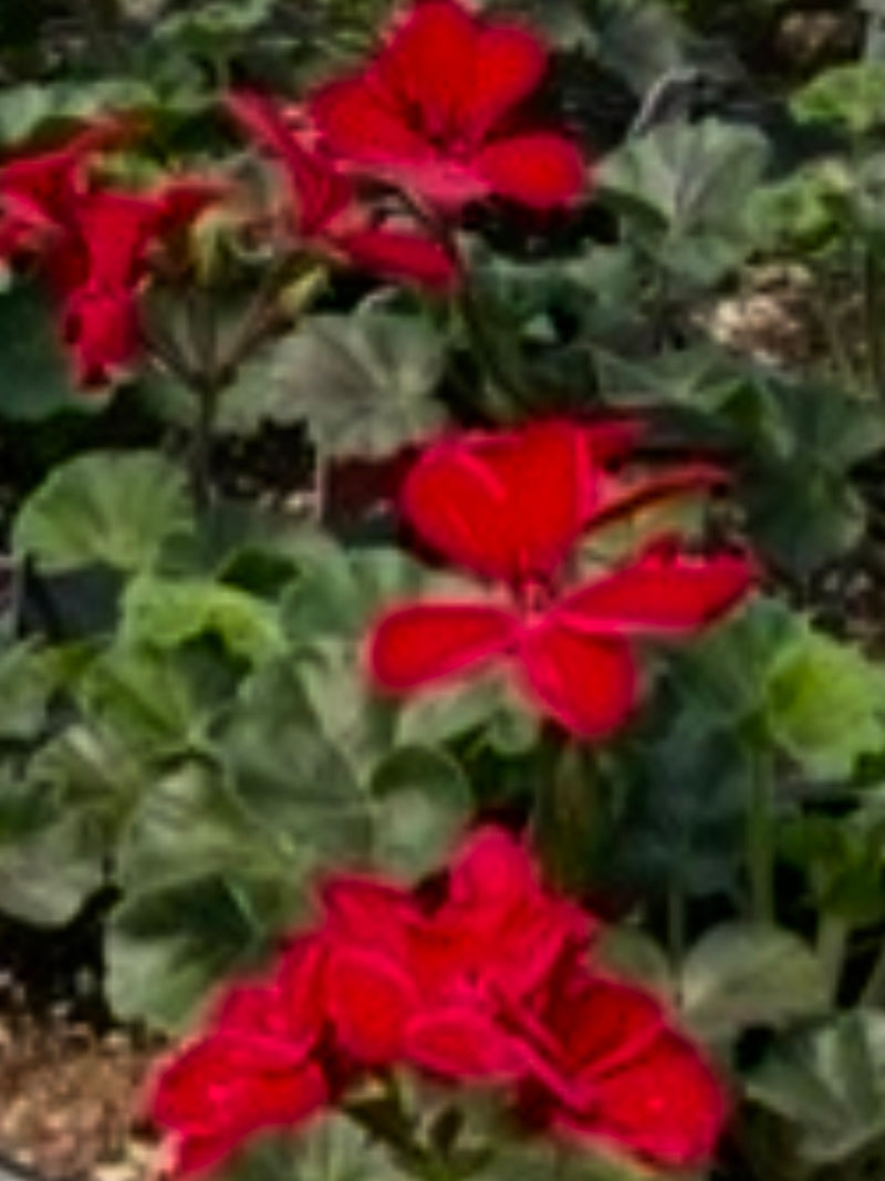 IVY GERANIUM, ROYAL DARK RED