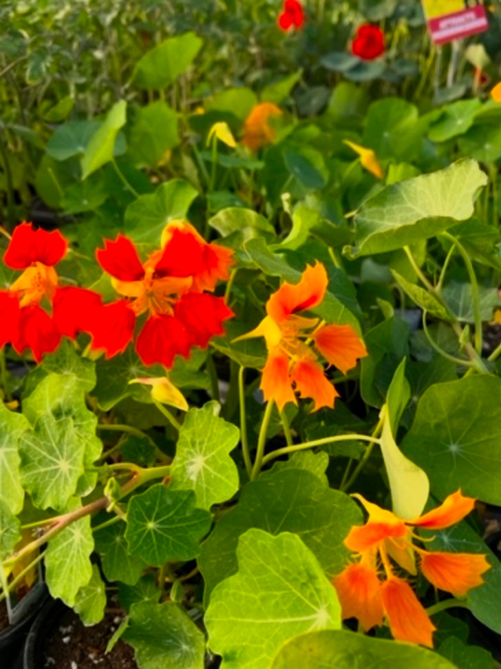 NASTURTIUM, PHOENIX