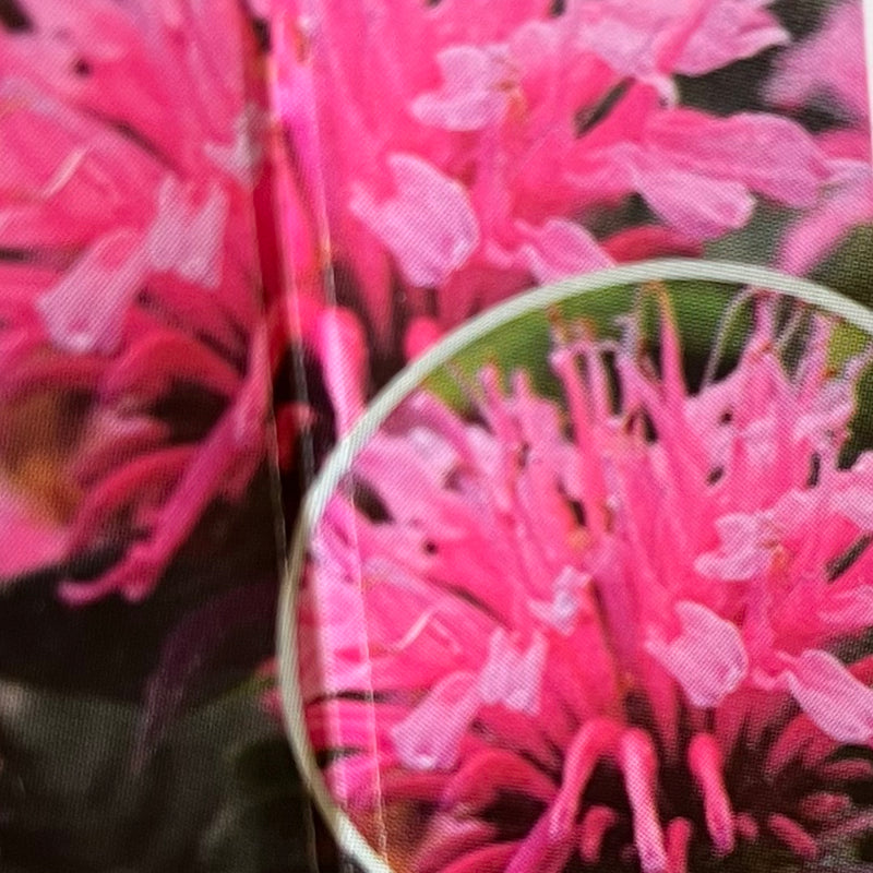 MONARDA, BALMY PINK (BEE BALM)