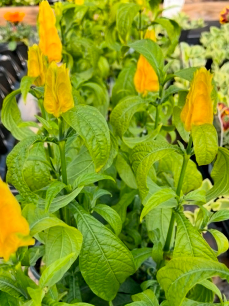 PACHYSTACHYS, SHRIMP PLANT