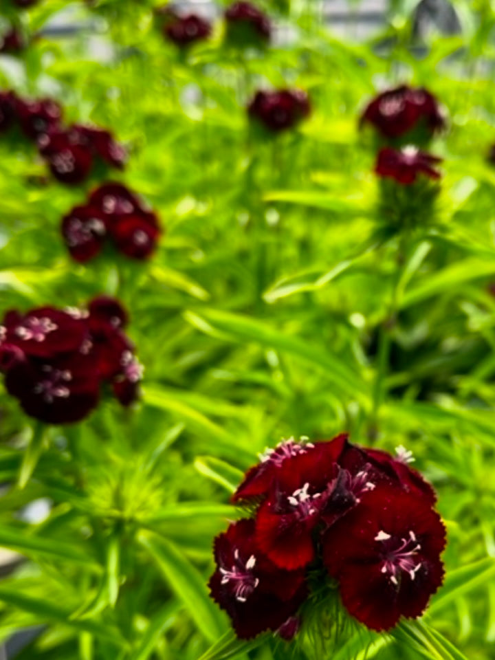 DIANTHUS, SWEET BLACK CHERRY