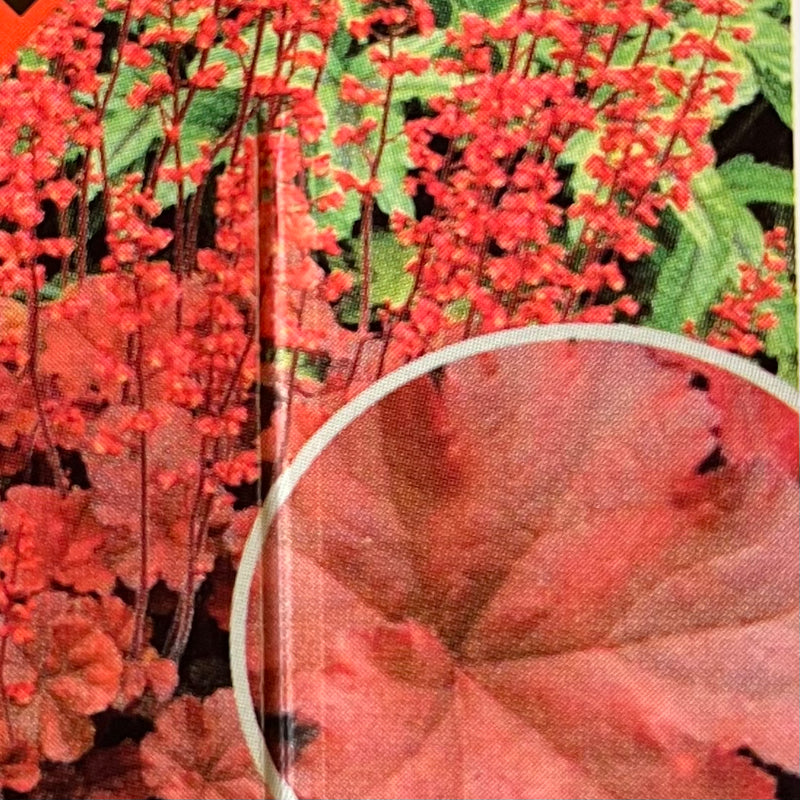 HEUCHERA, SODA CHERRY COLA (CORAL BELLS)