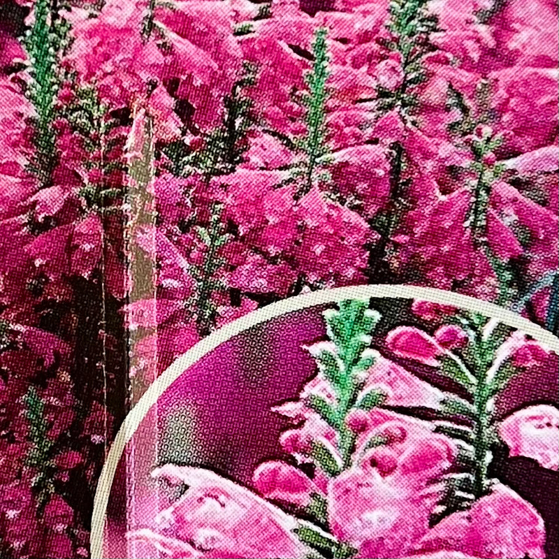 PHYSOSTEGIA, ROSE CROWN (OBEDIENT PLANT)