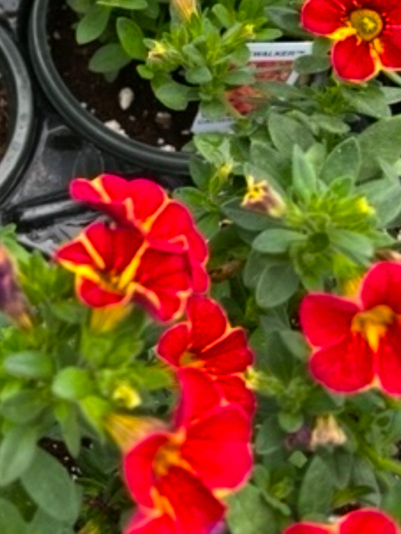 CALIBRACHOA, FIREWALKER