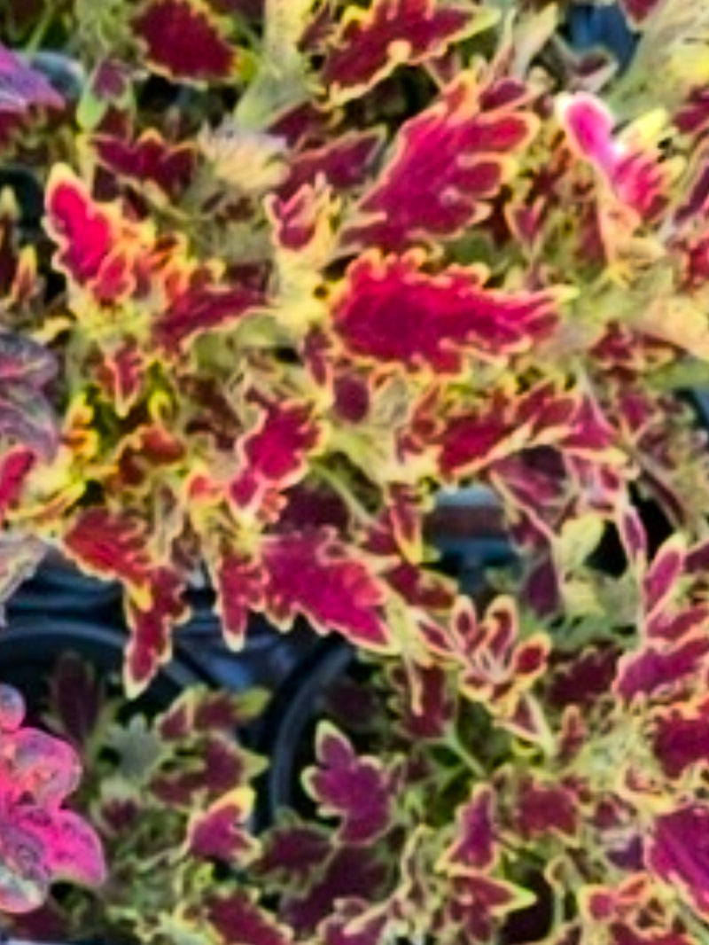 COLEUS, WILDFIRE BLAZE