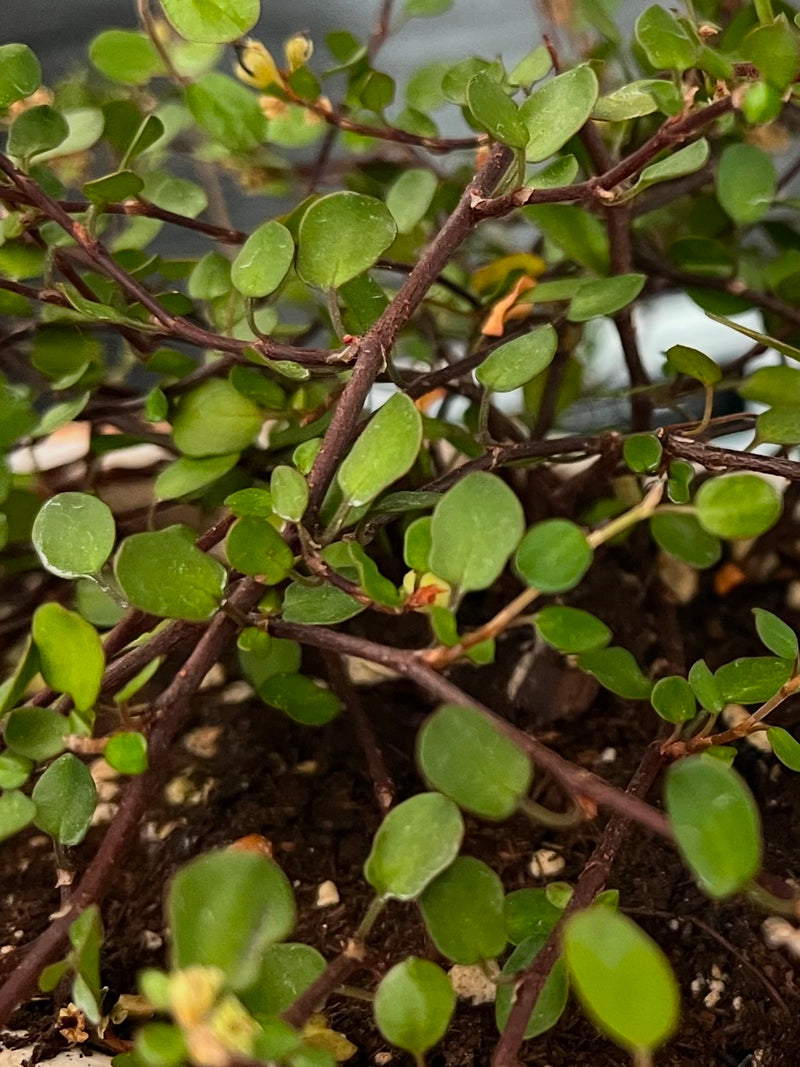 MUEHLENBECKIA, WIRE VINE