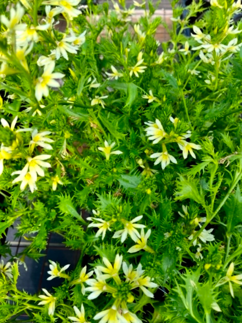 SCAEVOLA, SCALORA SUNTASTIC YELLOW