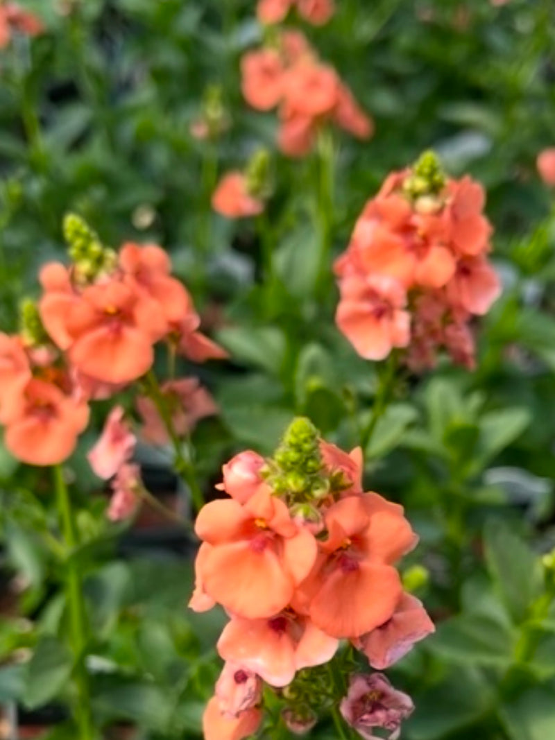 DIASCIA, SUNDIASCIA UPRIGHT PEACH