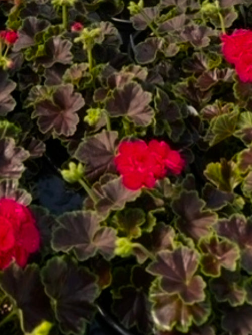 GERANIUM, BROCADE CHERRY NIGHT