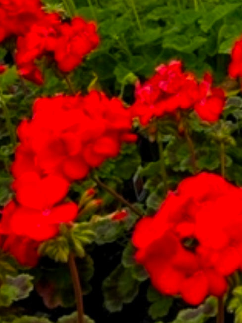 GERANIUM, PINTO PREMIUM DEEP RED