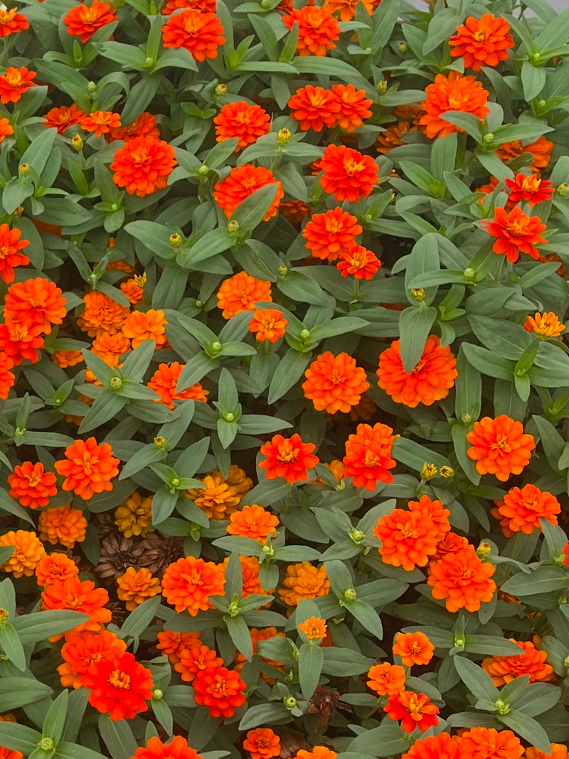 ZINNIA, PROFUSION DOUBLE FIRE