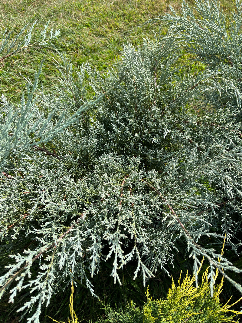 JUNIPER, ANGELICA BLUE