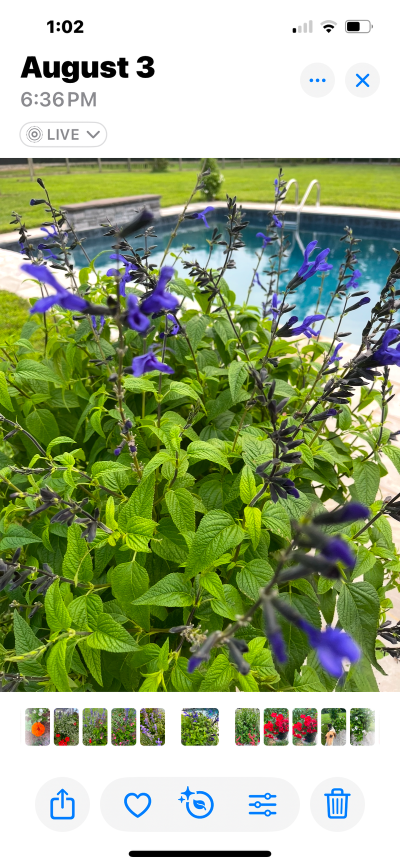 SALVIA, BLACK AND BLUE