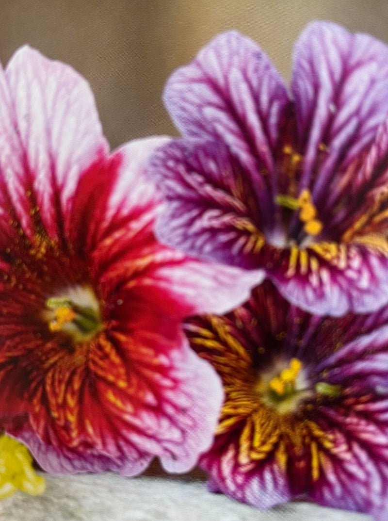 SALPIGLOSSIS, GRANDIFLORA MIX