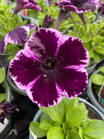 PETUNIA, CRAZYTUNIA COSMIC VIOLET